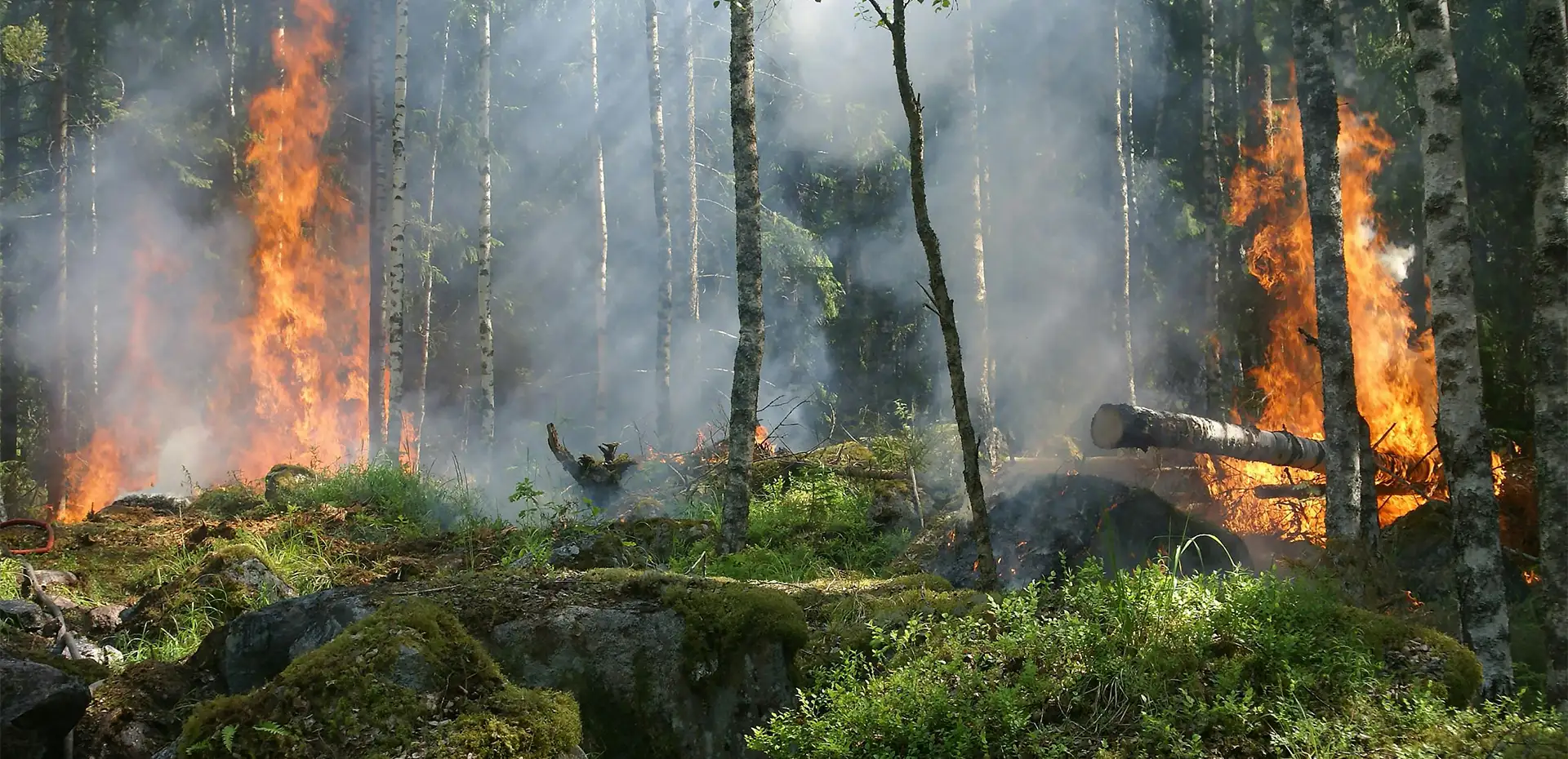 Bosque en llamas