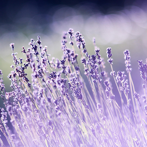 Lavanda