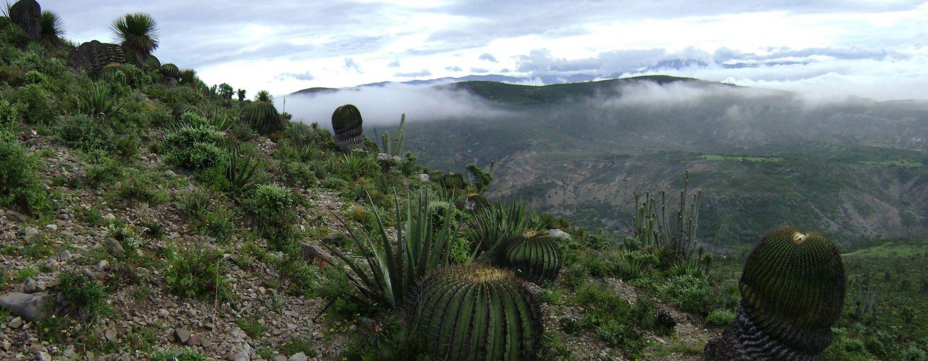 Reserva Tehuacán-Cuicatlán