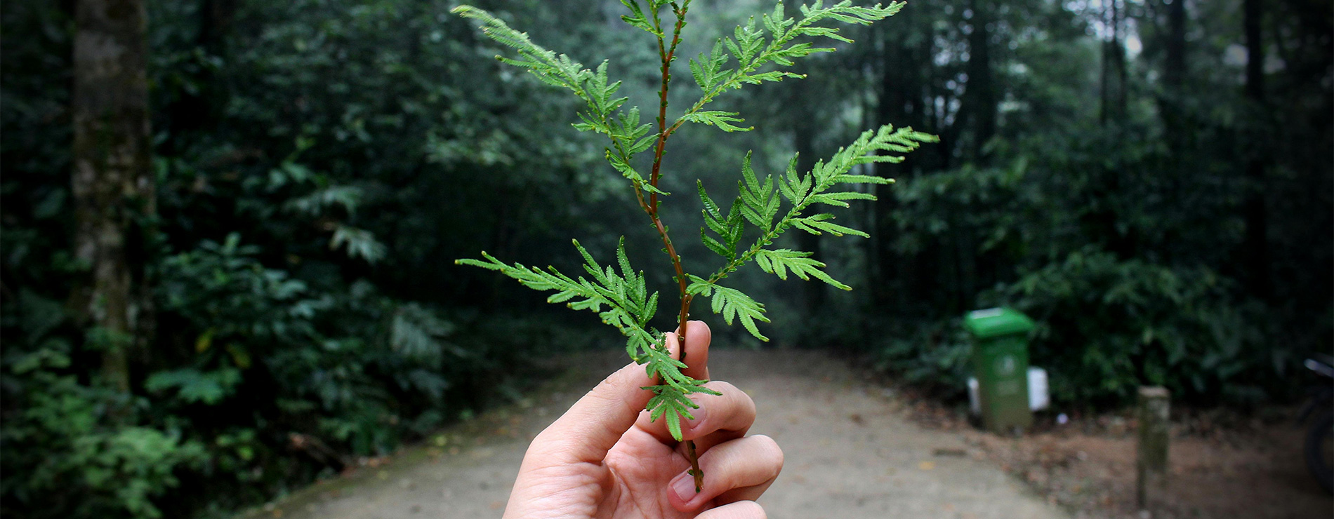 Mano sosteniendo una plantita