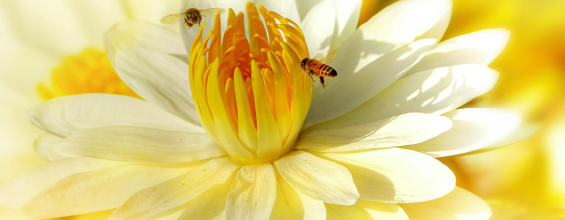 Flor y abejas