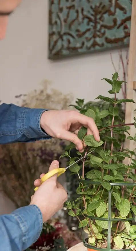 Persona cortando hojas de planta