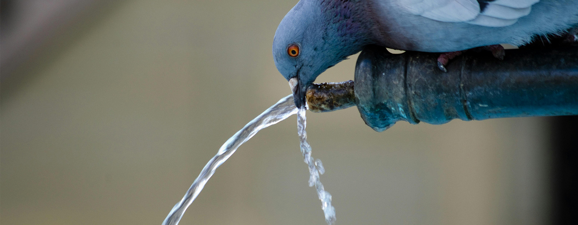 Paloma tomando agua